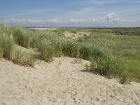 NL, Zuid-Holland, Goeree-Overflakkee, Kwade Hoek 28, Saxifraga-Willem van Kruijsbergen