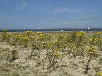 NL, Zuid-Holland, Goeree-Overflakkee, Kwade Hoek 50, Saxifraga-Willem van Kruijsbergen