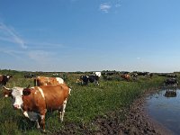 NL, Zuid-Holland, Goeree-Overflakkee, Kwade Hoek 57, Saxifraga-Hans Dekker