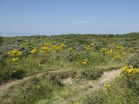 NL, Zuid-Holland, Goeree-Overflakkee, Kwade Hoek 7, Saxifraga-Willem van Kruijsbergen