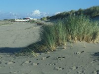 NL, Zuid-Holland, Goeree-Overflakkee, Ouddorp 8, Saxifraga-Jan van der Straaten