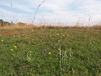 NL, Zuid-Holland, Goeree-Overflakkee, Westduinen 2, Saxifraga-Hans Dekker