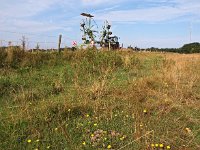 NL, Zuid-Holland, Goeree-Overflakkee, Westduinen 3, Saxifraga-Hans Dekker