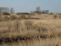 NL, Zuid-Holland, Korendijk, Tiengemeten, Blanken Slikken 1, Saxifraga-Jan van der Straaten