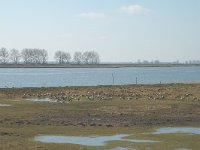 NL, Zuid-Holland, Korendijk, Westerse Laagjes 1, Saxifraga-Jan van der Straaten