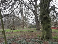 NL, Zuid-Holland-Leiden, Hortus Botanicus 2, Saxifraga-Tom Heijnen