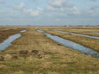 NL, Zuid-Holland, Strijen, Het Oudeland van Strijen 12, Saxifraga-Jan van der Straaten