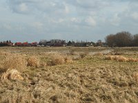 NL, Zuid-Holland, Strijen, Het Oudeland van Strijen 14, Saxifraga-Jan van der Straaten