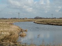 NL, Zuid-Holland, Strijen, Het Oudeland van Strijen 8, Saxifraga-Jan van der Straaten