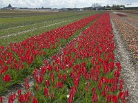 NL, Zuid-Holland, Teylingen, Voorhout 15, Saxifraga-Willem van Kruijsbergen