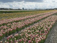 NL, Zuid-Holland, Teylingen, Voorhout 16, Saxifraga-Willem van Kruijsbergen