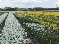 NL, Zuid-Holland, Teylingen, Voorhout 19, Saxifraga-Willem van Kruijsbergen