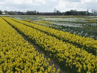 NL, Zuid-Holland, Teylingen, Voorhout 20, Saxifraga-Willem van Kruijsbergen