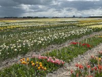 NL, Zuid-Holland, Teylingen, Voorhout 23 Saxifraga-Willem van Kruijsbergen