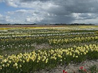 NL, Zuid-Holland, Teylingen, Voorhout 24 Saxifraga-Willem van Kruijsbergen