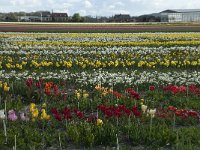 NL, Zuid-Holland, Teylingen, Voorhout 3, Saxifraga-Willem van Kruijsbergen