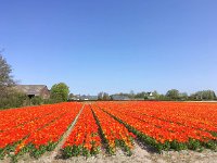 NL, Zuid-Holland, Wassenaar 2, Saxifraga-Bart Vastenhouw