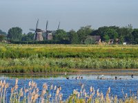 NL, Zuid-Holland, Zoetermeer, Nieuwe Driemanspolder 1, Saxifraga-Hans Dekker