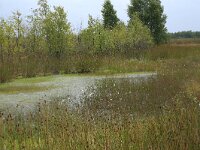 NL, Drenthe, Emmen, Bargerveen 119, Saxifraga-Hans Boll