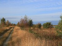 NL, Drenthe, Emmen, Bargerveen 179, Saxifraga-Hans Boll