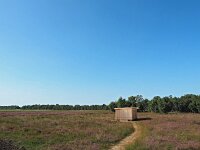 NL, Drenthe, Emmen, Bargerveen 181, Saxifraga-Hans Dekker