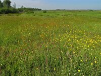 NL, Drenthe, Emmen, Bargerveen 2, Saxifraga-Hans Dekker