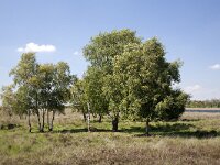 Bargerveen  Group of trees in the Bargerveen Nature reserve, Emmen, Drenthe, Netherlands : Bargerveen nature reserve, Bourtanger Moor-Bargerveen International Nature Park, color colour, Dutch Holland Netherlands, horizontal, nature natural, nature reserve, nobody no people, rural landscape, tree