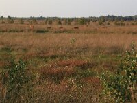 NL, Drenthe, Emmen, Bargerveen 90, Saxifraga-Hans Boll