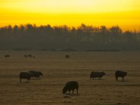 Sheep in rimed winter landscape  Sheep are grazing in rimed winter landscape : Netherlands, animal, color, countryside, creative nature, dawn, deposit, droplets, dusk, dutch, freezing, frozen, granular, grass, grazing, green, holland, ice, landscape, livestock, mammal, meadow, nature, opaque, rime, rimed, rudmer zwerver, rural, sheep, sky, sun, sunrise, sunset, water, winter, yellow