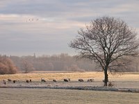 Tree and sheep  Tree and sheep in rimed winter landscape while a flock of bird is passing by : Netherlands, bird, birds, color, creative nature, dawn, deposit, droplets, dusk, dutch, field, flock, freezing, frozen, granular, grass, green, holland, ice, landscape, meadow, nature, opaque, passing, rime, rimed, rudmer zwerver, rural, sheep, sky, sun, sunrise, sunset, tree, water, winter