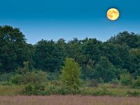 proportional full moon  proportional full moon above forest edge : Drenthe, Tynaarlo, abstract, animal, atmosphere, avond, background, blue, bos, bosrand, bright, brown, copy space, cow, creative nature, dark, duister, duisternis, edge, environment, forest, forest edge, grass, green, halloween, holland, horror, landscape, landschap, light, lunar, maan, maanlicht, midnight, moon, moonlight, moonscape, mysterious, nacht, nachtfotografie, naked, natural, nature, natuur, nederland, night, oudemolen, park, plant, rudmer zwerver, rural, scary, scene, scenery, scenic, season, serenity, silence, silhouette, sky, spirituality, spooky, summer, tree, twilight, volle, wild, wildlife, wood