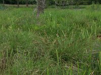 NL, Drenthe, Tynaarlo, Oudemolensche Diep 83, Saxifraga-Hans Boll