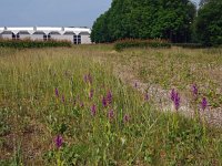 NL, Drenthe, Tynaarlo, Zuidlaren 2, Saxifraga-Hans Dekker