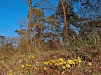 NL, Drenthe, Westerveld, Dieverzand 1, Saxifraga-Hans Dekker