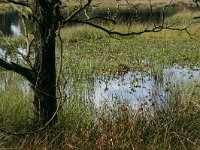 NL, Drenthe, Westerveld, Dwingelderveld 2, Saxifraga-Hans Boll