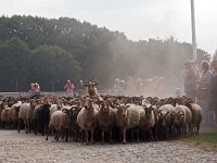 NL, Drenthe, Westerveld, Havelte 5, Saxifraga-Hans Dekker