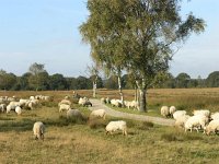 NL, Drenthe, Westerveld, Havelterberg 17, Saxifraga-Hans Dekker