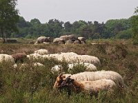 NL, Drenthe, Westerveld, Havelterberg 36, Saxifraga-Hans Dekker