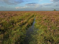 NL, Drenthe, Westerveld, Kraloerheide 12, Saxifraga-Hans Dekker