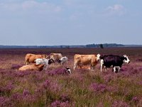 NL, Drenthe, Westerveld, Kraloerheide 16, Saxifraga-Hans Dekker