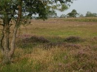 NL, Drenthe, Westerveld, Kraloerheide 3, Saxifraga-Hans Boll