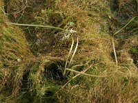 NL, Drenthe, Westerveld, Kraloerheide 4, Saxifraga-Hans Boll