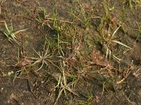 NL, Drenthe, Westerveld, Kraloerheide 5, Saxifraga-Hans Boll