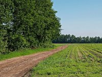 NL, Drenthe, Westerveld, Lange Poel 2, Saxifraga-Hans Dekker