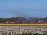 NL, Drenthe, Westerveld, Lhee 1, Saxifraga-Hans Dekker