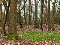 NL, Drenthe, Westerveld, Lhee 4, Saxifraga-Hans Dekker