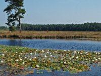 NL, Drenthe, Westerveld, Moddergat 1, Saxifraga-Hans Dekker