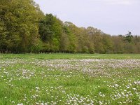 NL, Drenthe, Westerveld, Slichteveen 2, Saxifraga-Hans Dekker