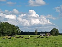 NL, Drenthe, Westerveld, Vledderhof 1, Saxifraga-Hans Dekker