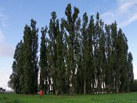 NL, Flevoland, Almere, Groene Kathedraal 1, Saxifraga-Foto Fitis-Sytske Dijksen